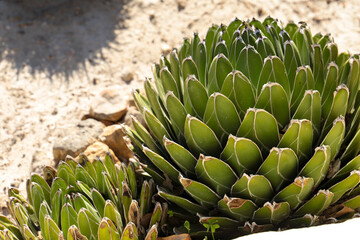 Agave victoriae-reginae in the garden