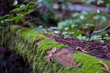 moss on a tree