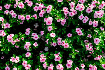 seamless pattern with flowers