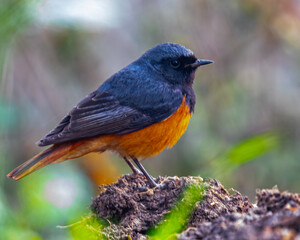 A Black Redstart resting on a mud