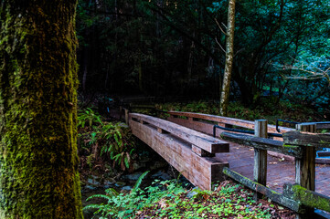 wooden bridge in the forest