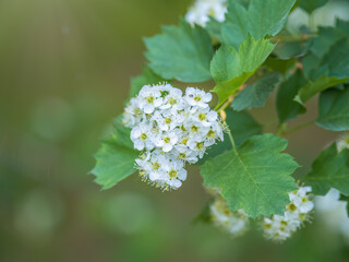 Spiraea chamaedryfolia or germander meadowsweet or elm-leaved spirea white flowers with green background.