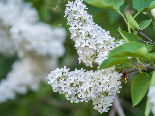 White Blooming Lilac Flowers in spring with blured background