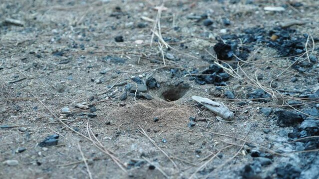 Tarantula hawk wasp digging a hole in the sand. Close-up. A large dead grasshopper lies next to the burrow. The wasp enters and exits the burrow. Pepsis is the largest of the wasps