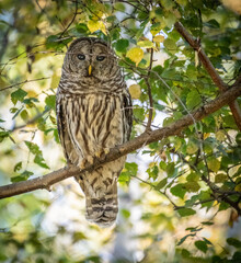 Barred Owl (Strix Varia)