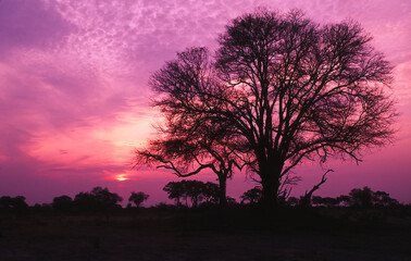 Fototapeta na wymiar Silhouette of African acacia tree at sunset