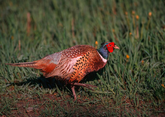 Male pheasant walking in shrub
