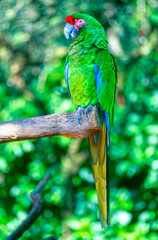 Military macaw close up