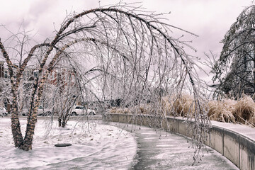 tree bent over from heavy branches  in winter after an ice storm
