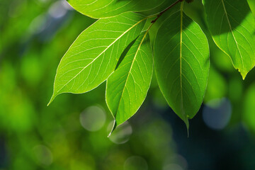 Green leaves of a tree against the sky.