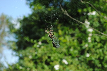 Spinne beim Beutefang