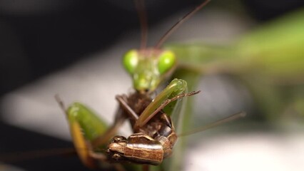 Pull Focus Reveals praying mantis eating a grasshopper alive - Macro