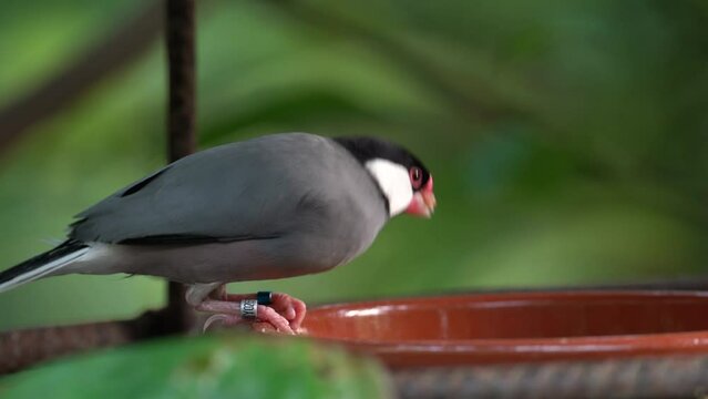 Java Sparrow (Lonchura oryzivora) Feeding Over Lush Green Background