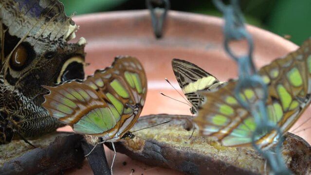 Malachite Butterflies Eating Banana On Feeder. - close up