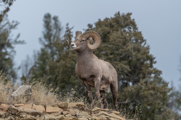 Big Horn Sheep