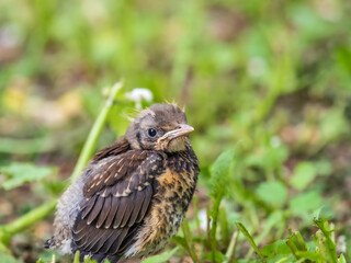 A fieldfare chick, Turdus pilaris, has left the nest and sitting on the spring lawn. A fieldfare...