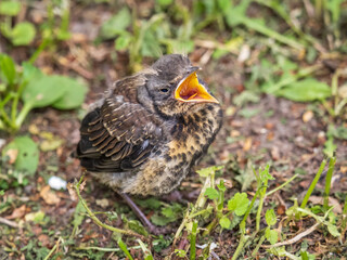 A fieldfare chick, Turdus pilaris, has left the nest and sitting on the spring lawn. A fieldfare...