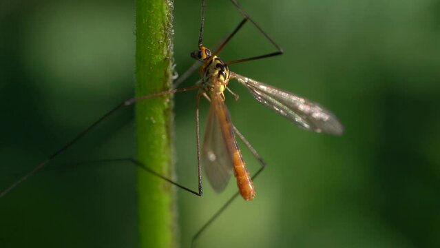 Tipula Insect On Green Stem Shallow Depth Of Field. Selective Focus