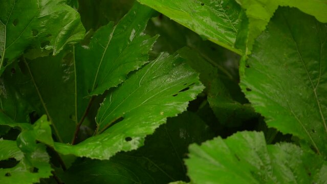 Wet Giant Butterbur Leaves During Rainy Season. Closeup