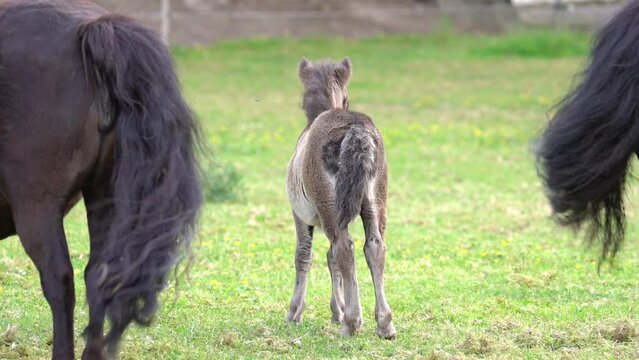Rear View Of Shetland Pony Family, Foal And Parents - Slow Motion