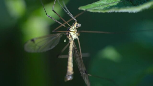 Male Crane Fly Tipula Rufina Resting on a Leaf - Macro Detailed