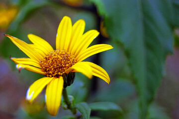 Close-up of a whimsical Jerusalem artichoke flower with yellow petals against a background of green leaves.