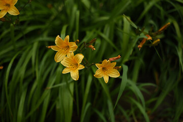 Blooming tender yellow Lily flowers. Beautiful Lily flowers on green leaves background.