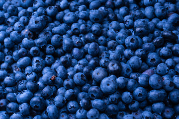 Fresh blueberry background. Texture blueberry berries close up.
