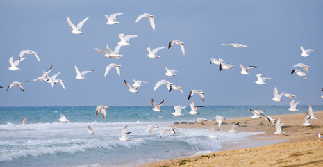 Fototapeta na wymiar flock of Seabirds in flight