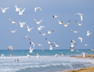 flock of Seabirds in flight