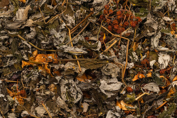 Dry tea leaves as a background.