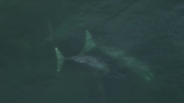 A family of Grendland whales in the water.