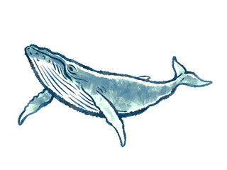 Whale full body illustration isolated on white background