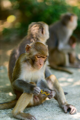 Portrait of a Baby Rhesus macaque monkey (Macaca mulatta)