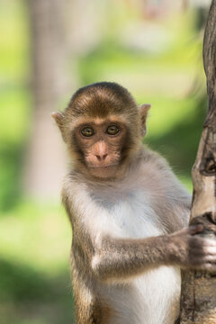 Portrait of a Baby Rhesus macaque monkey (Macaca mulatta)