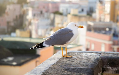 seagulls against colorful town