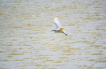 The flight of the little egret or Small White Heron.
