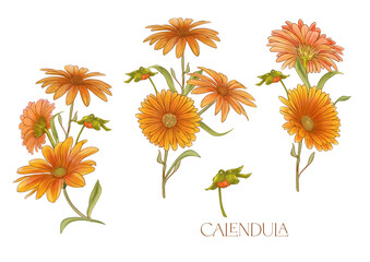 Calendula medicinal herbs and flowers. Set of flowers and leaves. Isolated vector illustration. - obrazy, fototapety, plakaty