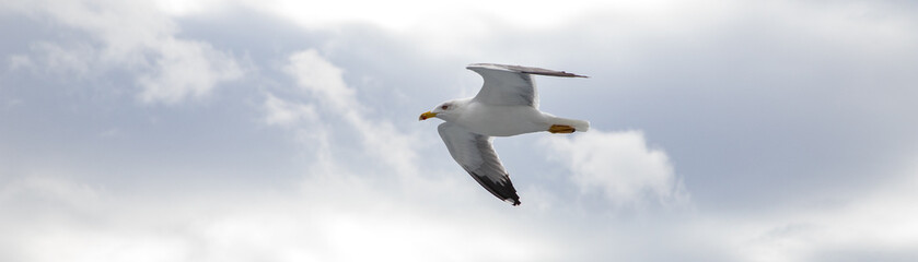 seagull flying over the sea