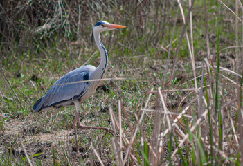 Garza real en humedal de la Ricarda
