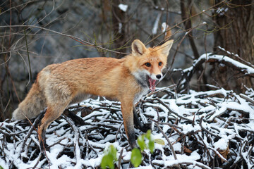red fox vulpes in winter