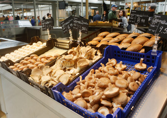 Porto, Portugal, Bolhao market assorted mushrooms on display