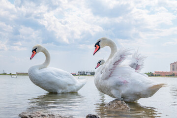 Two Graceful white Swans swimming in the lake, swans in the wild