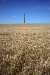 Wheat field - Walking trail between La ferte-sous-Jouarre et Orly-sur-Morin along the petit morin river -  Seine-et-Marne - &Icirc;le-de-France - France