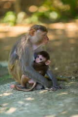 Mother monkey feeding its baby. 