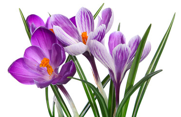 Crocus violets	