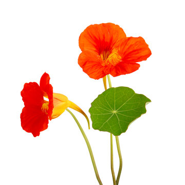 Fleurs de capucine	