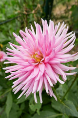 Fototapeta premium Dahlia flower close up