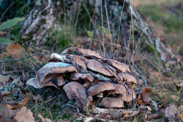 Armillaria gallica or another Armillaria mushroom cluster on a tree roots