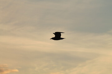 Seagull
